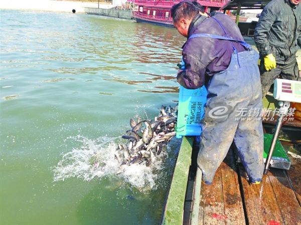 太湖放流魚苗，治理藍(lán)藻