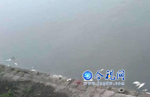 九江城區(qū)兩湖污染嚴(yán)重，湖邊不少死魚
